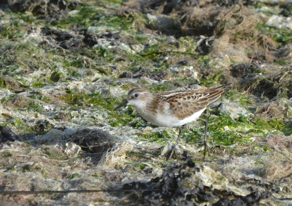 Bécasseau minuteimmature, identification