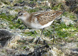 Little Stint