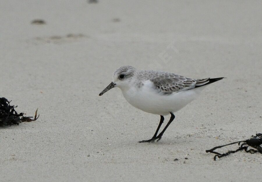 Bécasseau sanderlingadulte, identification