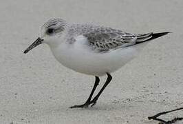 Sanderling