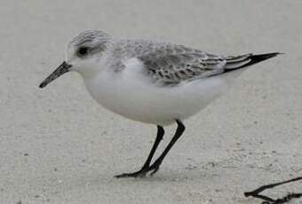 Bécasseau sanderling