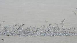 Bécasseau sanderling