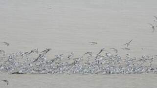 Bécasseau sanderling