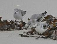 Bécasseau sanderling