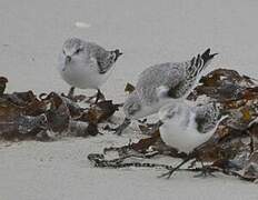 Sanderling