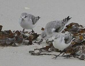 Bécasseau sanderling