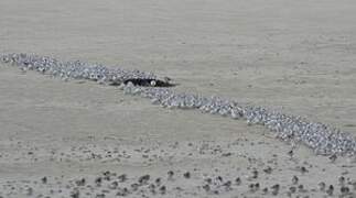 Sanderling