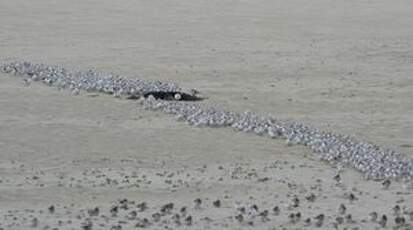 Bécasseau sanderling