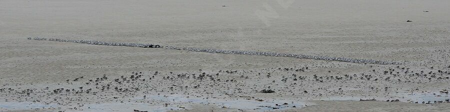 Sanderling, Behaviour