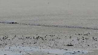 Bécasseau sanderling