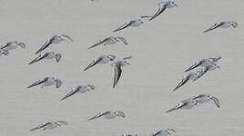 Bécasseau sanderling