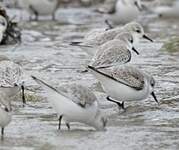 Bécasseau sanderling