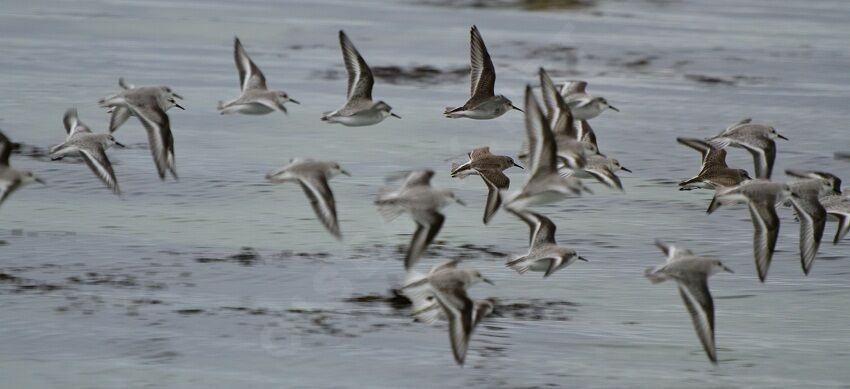 Sanderlingadult post breeding, Flight