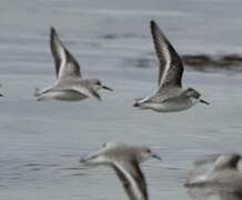 Sanderling