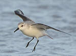 Bécasseau sanderling