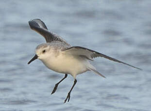 Bécasseau sanderling