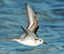 Bécasseau sanderling