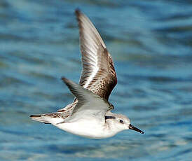 Bécasseau sanderling