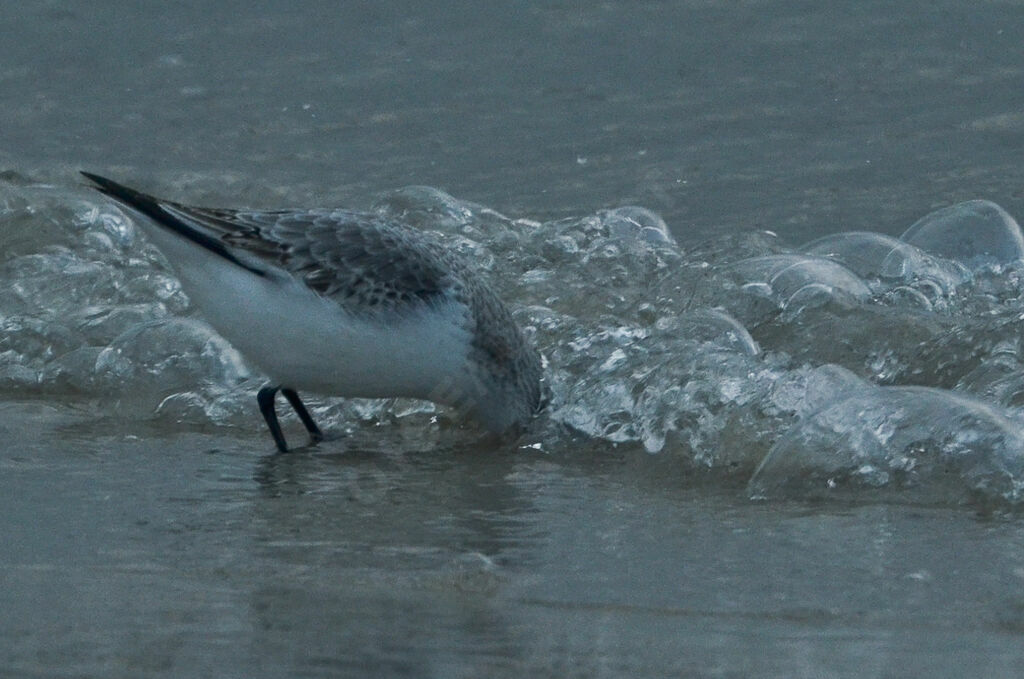 Sanderling, eats