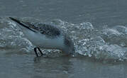 Bécasseau sanderling