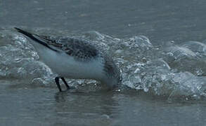 Sanderling