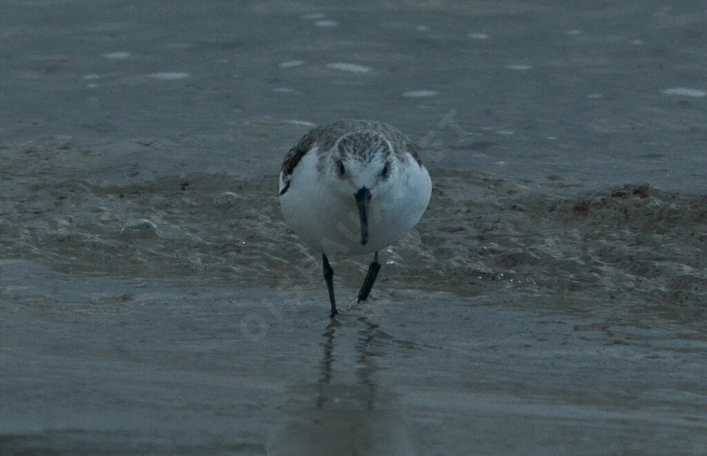 Sanderling