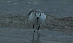 Bécasseau sanderling