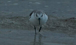 Sanderling