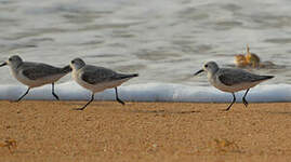 Bécasseau sanderling