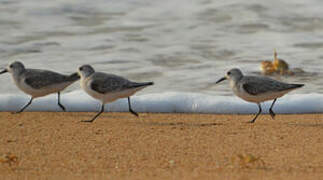 Bécasseau sanderling