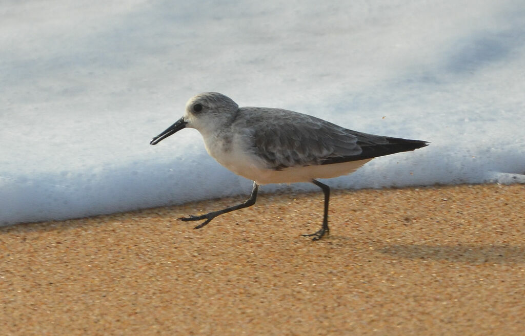 Bécasseau sanderling, identification