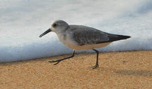 Bécasseau sanderling