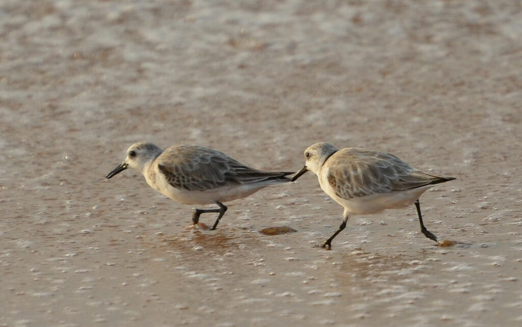 Bécasseau sanderling