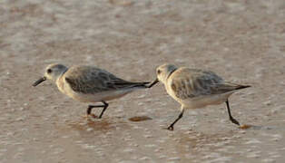 Sanderling