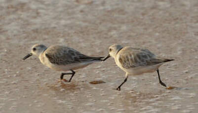 Bécasseau sanderling