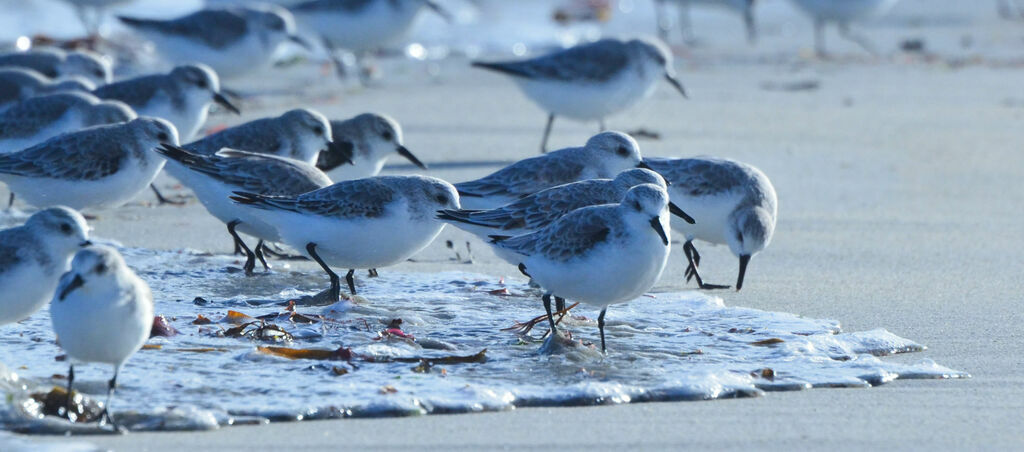 Sanderling