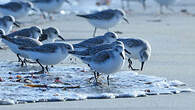 Bécasseau sanderling