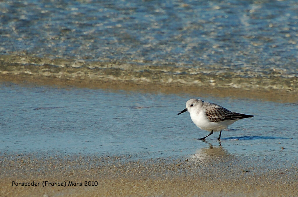 Sanderling