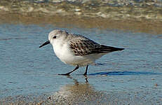 Bécasseau sanderling