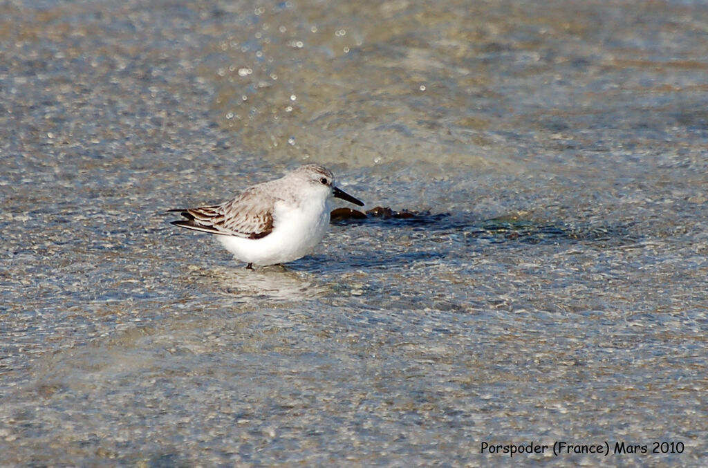 Bécasseau sanderling