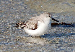 Bécasseau sanderling