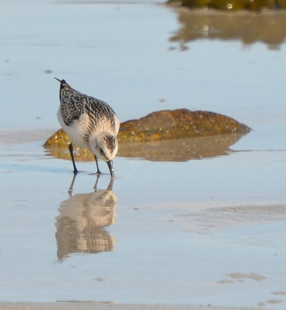 Bécasseau sanderling