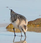 Bécasseau sanderling