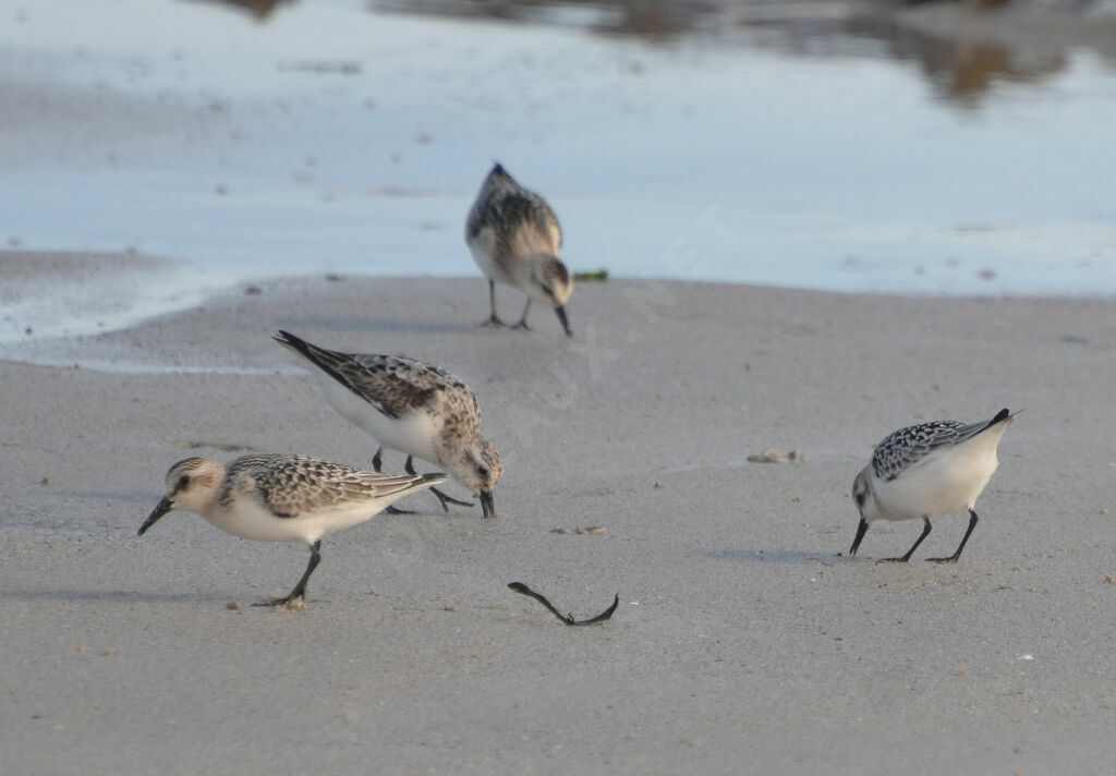 Sanderling