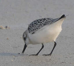 Bécasseau sanderling