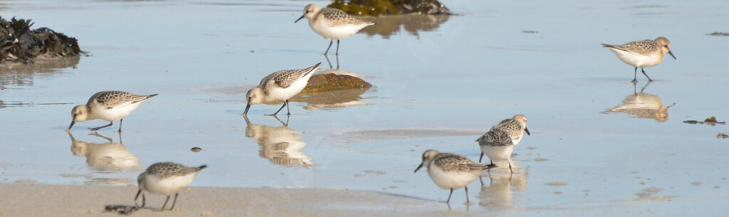 Bécasseau sanderling