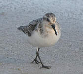 Bécasseau sanderling