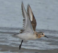 Bécasseau sanderling