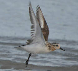 Bécasseau sanderling