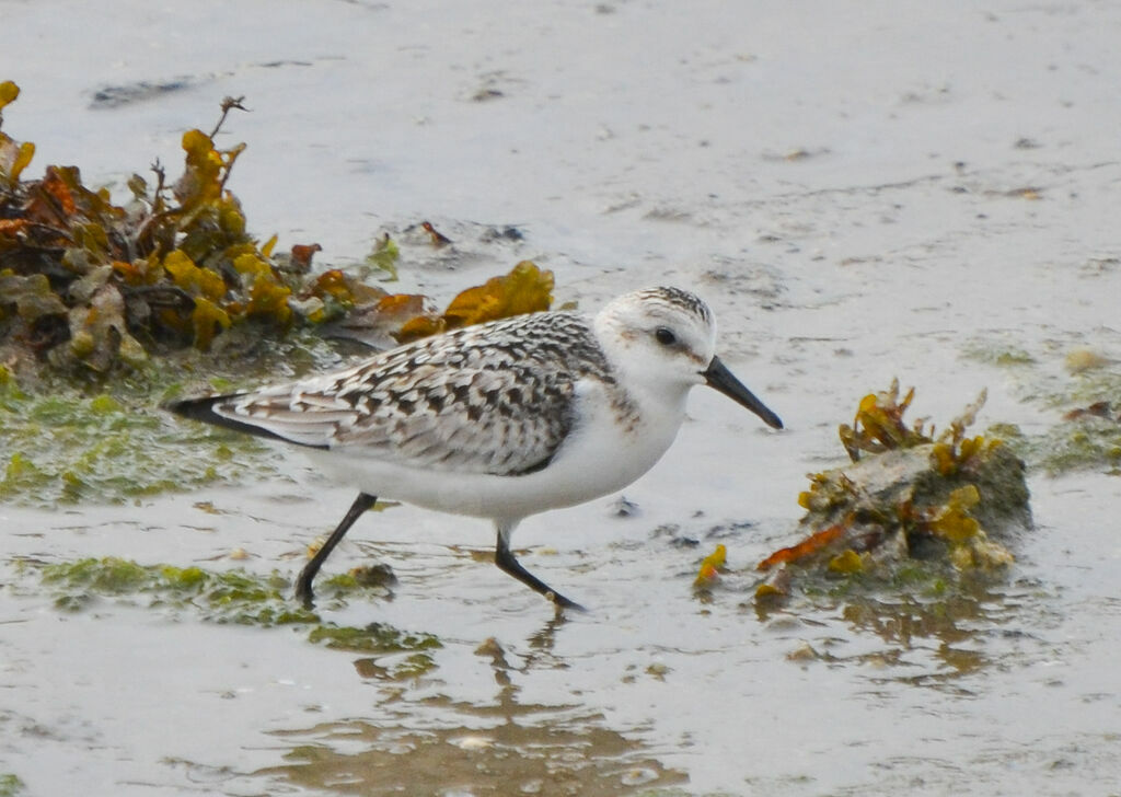 Sanderlingadult post breeding